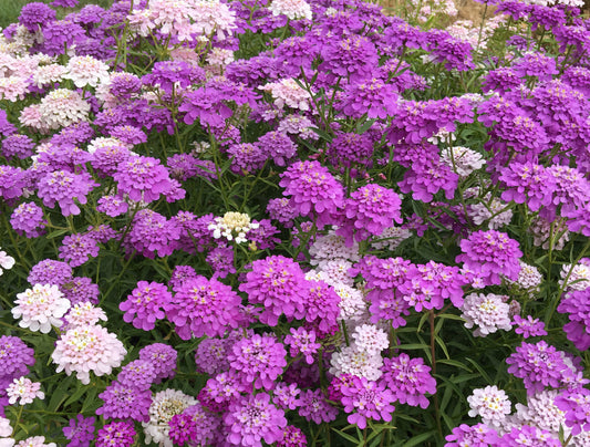 Candytuft