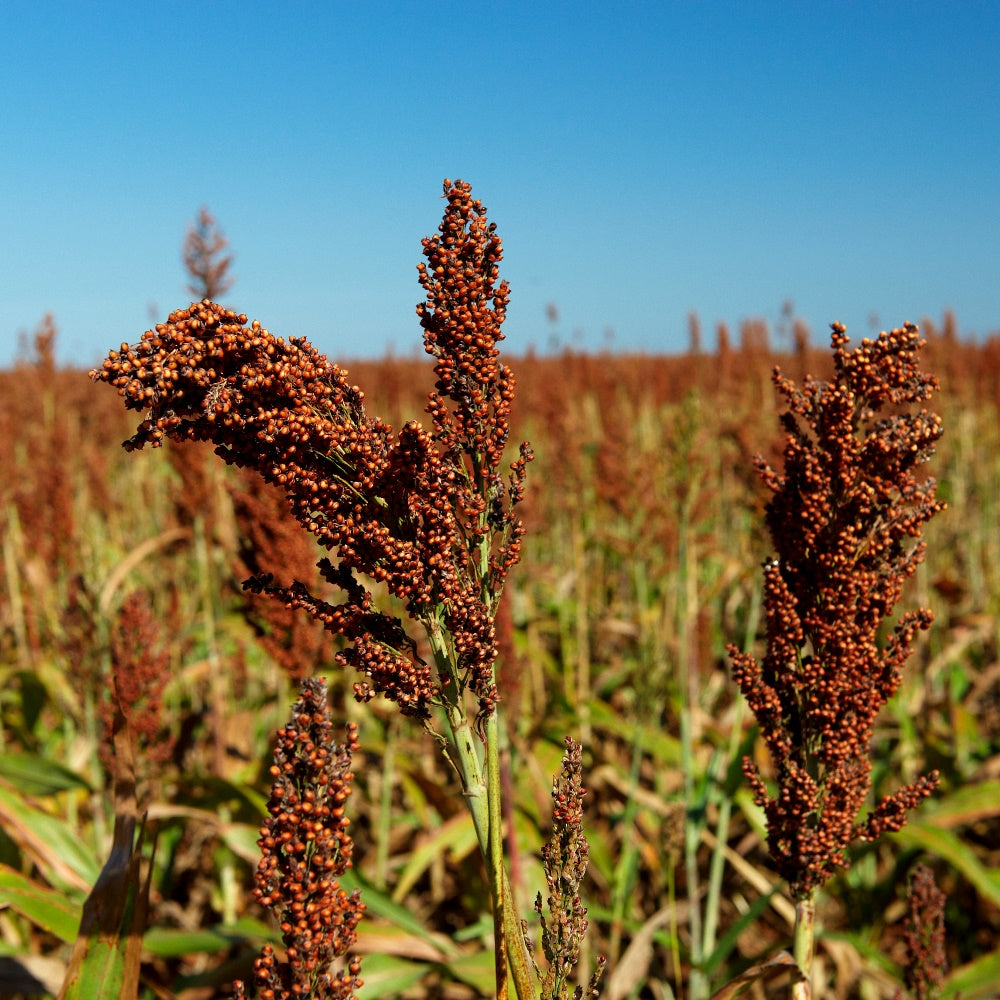 Black Millet Grass