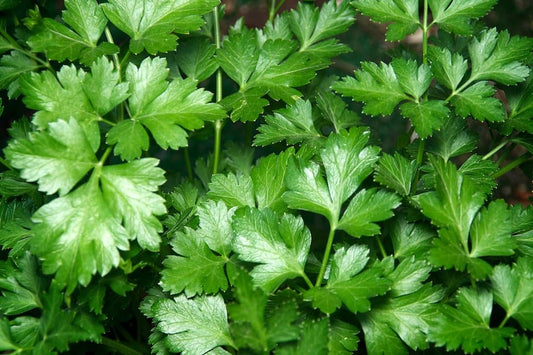 Parsley 'Italian giant'