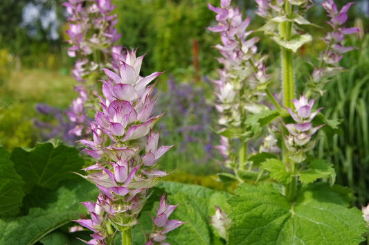 Clary sage