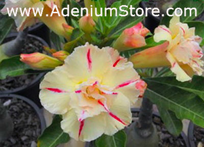 Adenium Obesum Siam Star