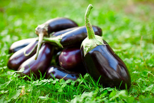 Aubergine 'Black beauty'