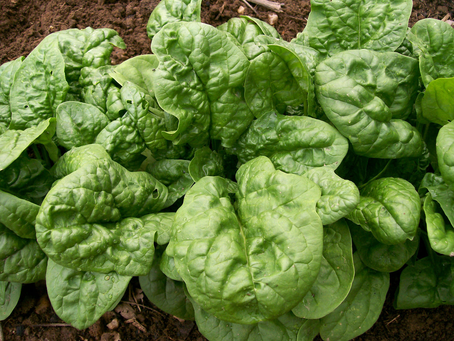 Spinach 'Matador'