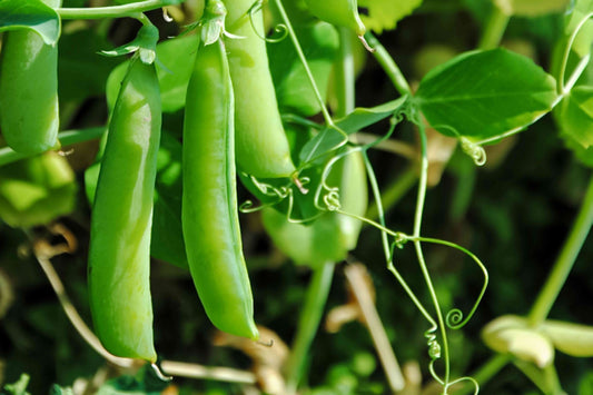 Pea 'Alderman' - Pisum sativum