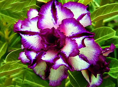 Adenium Obesum Triple Purple Nebula